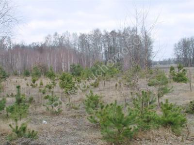 Działka na sprzedaż Borowiec