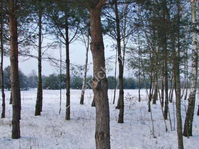 Działka na sprzedaż Waleriany