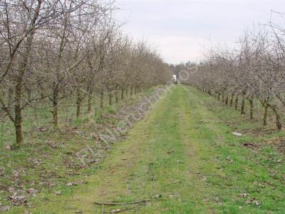 Działka na sprzedaż Borowiec